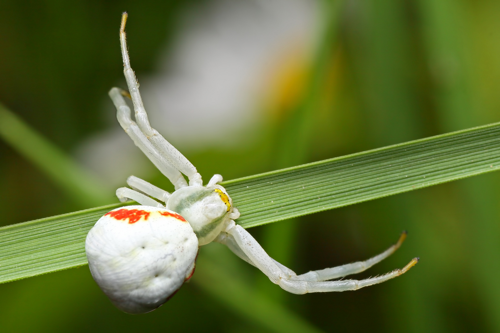 White spider