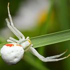 White spider