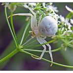 White Spider