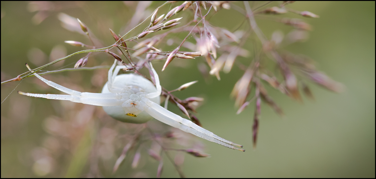 white spider