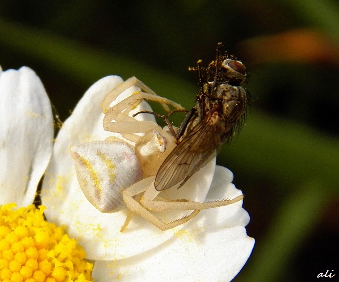 White spider and fly