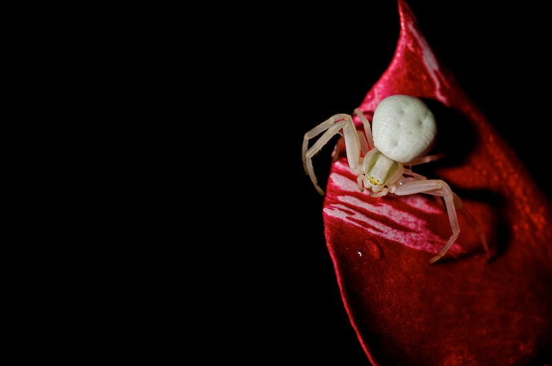 White Spider on red flower