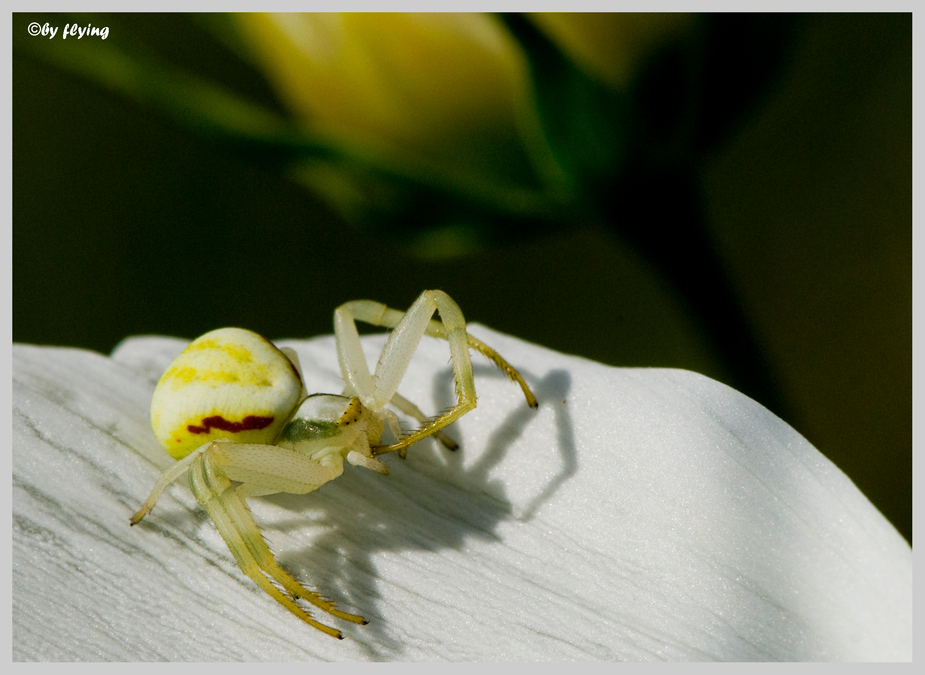 White spider on white flower