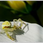 White spider on white flower