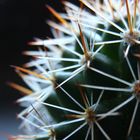 White Spikes