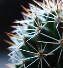 White Spikes