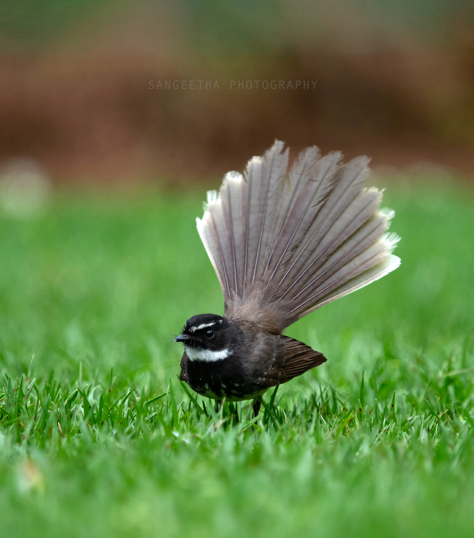 White-spotted fantail