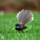 White-spotted fantail