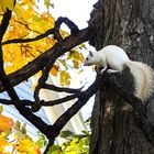 White squirrel