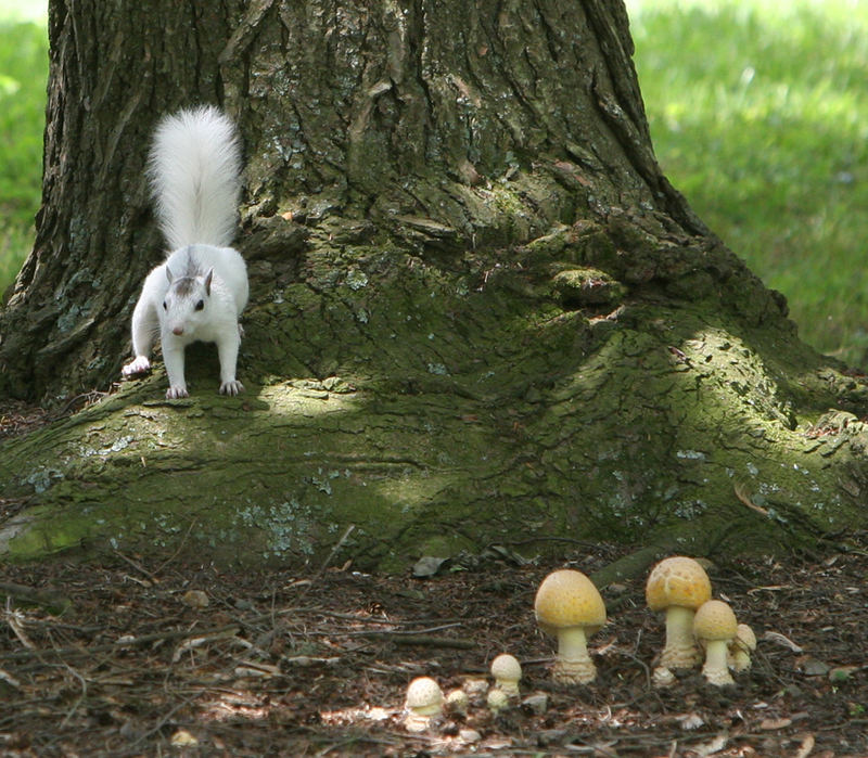 White Squirrel Mushroom
