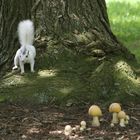 White Squirrel Mushroom