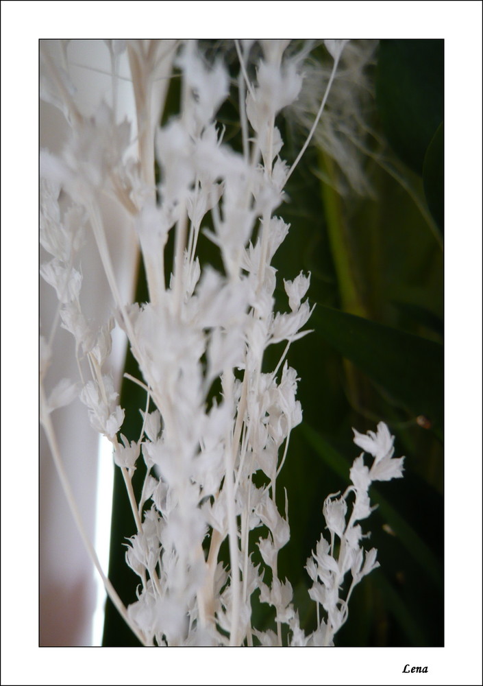 White stalk