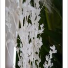 White stalk