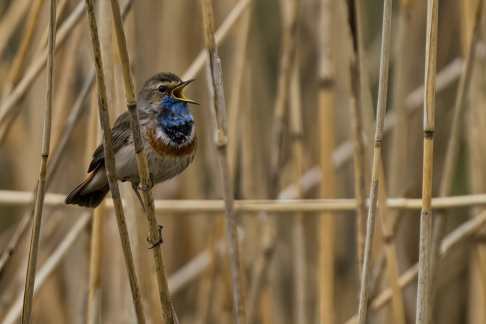 White-star Bluethroat #1