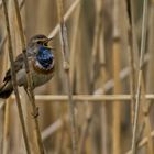 White-star Bluethroat #1