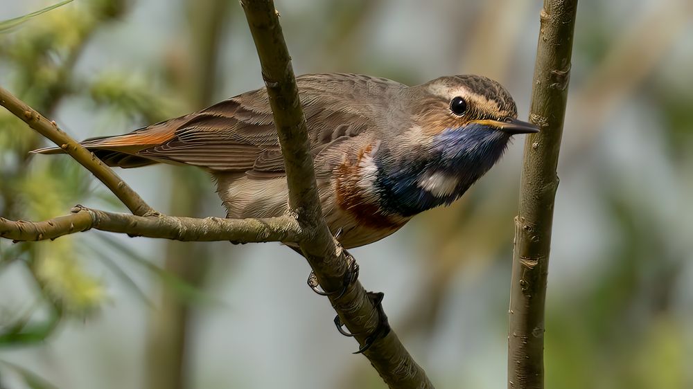 White-star Bluethroat #2