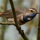 White-star Bluethroat #2