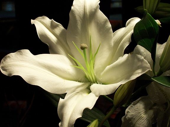 White Stargazer