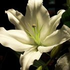 White Stargazer