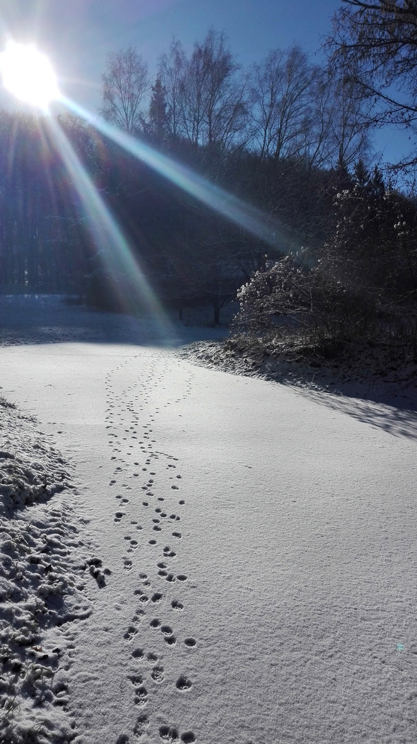 White Steps in the Sunlight