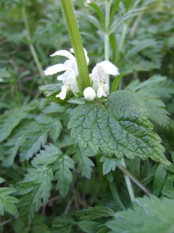 White Stinging Nettle