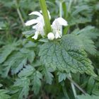 White Stinging Nettle