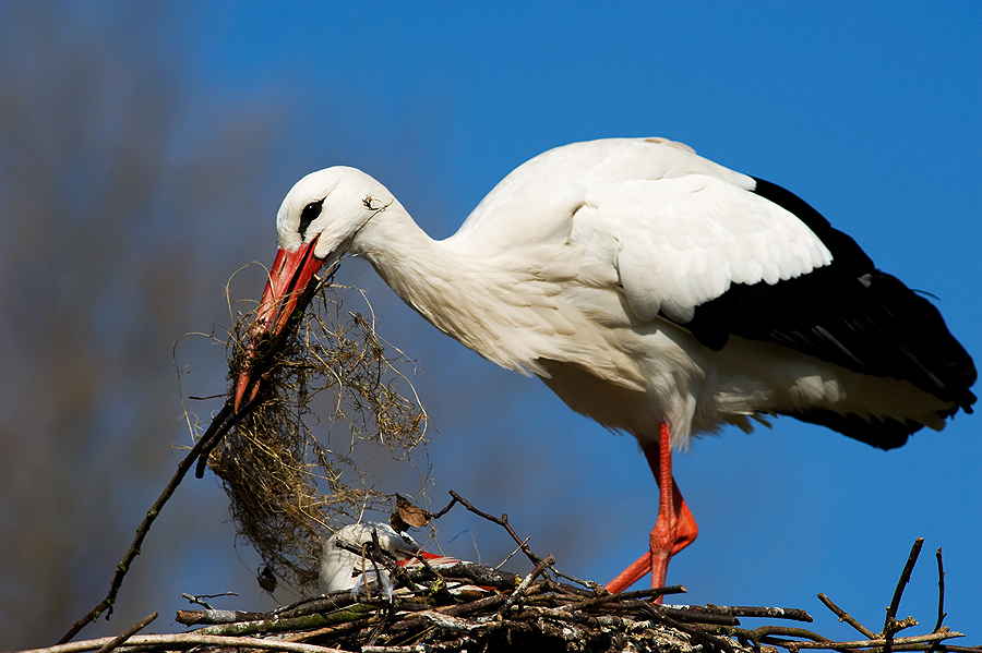 White Stork 02