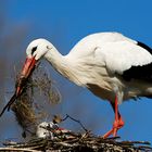 White Stork 02