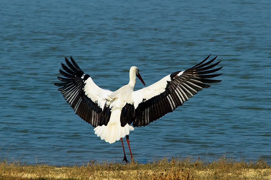 White Stork 03