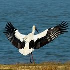 White Stork 03