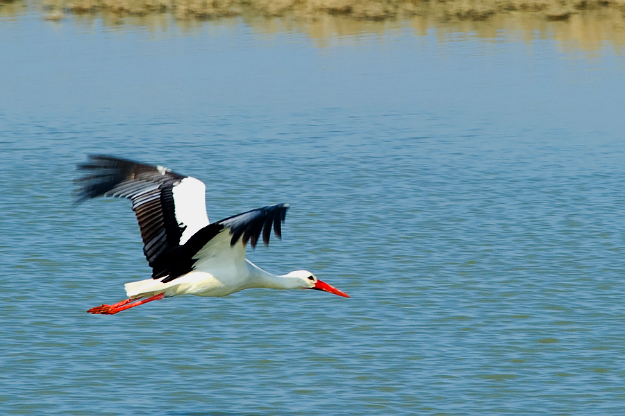 White Stork 04