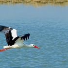 White Stork 04