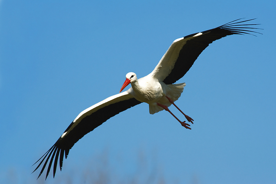 White Stork 05