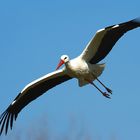 White Stork 05