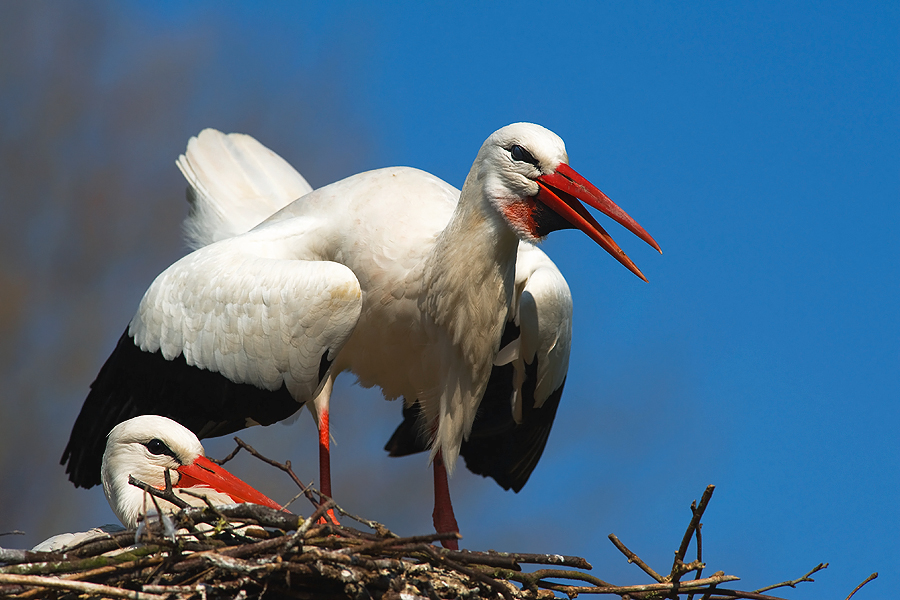 White Stork