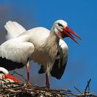 White Stork