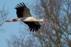White Stork