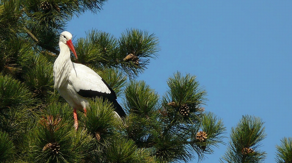 White Stork