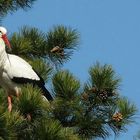 White Stork