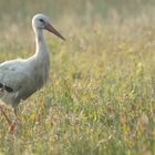 White Stork