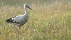 White Stork