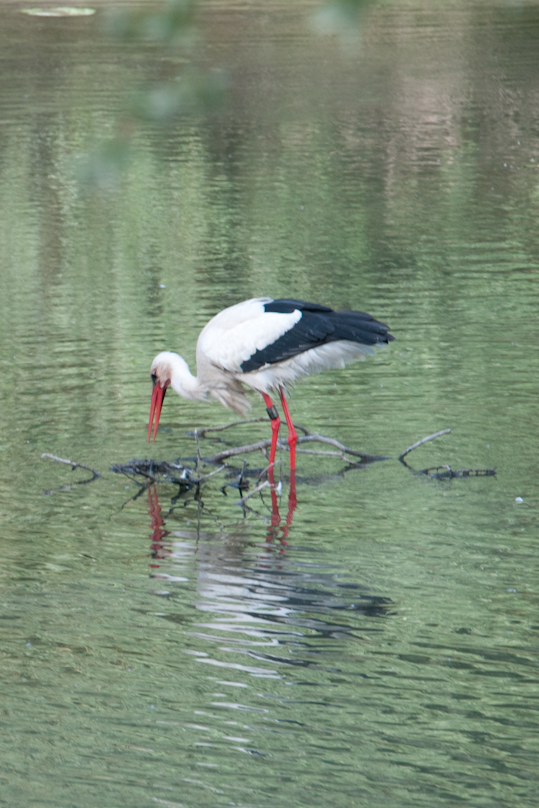 White Stork