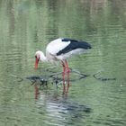 White Stork