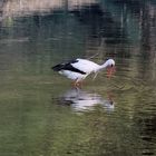 White stork