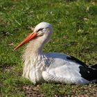 White Stork Portrait