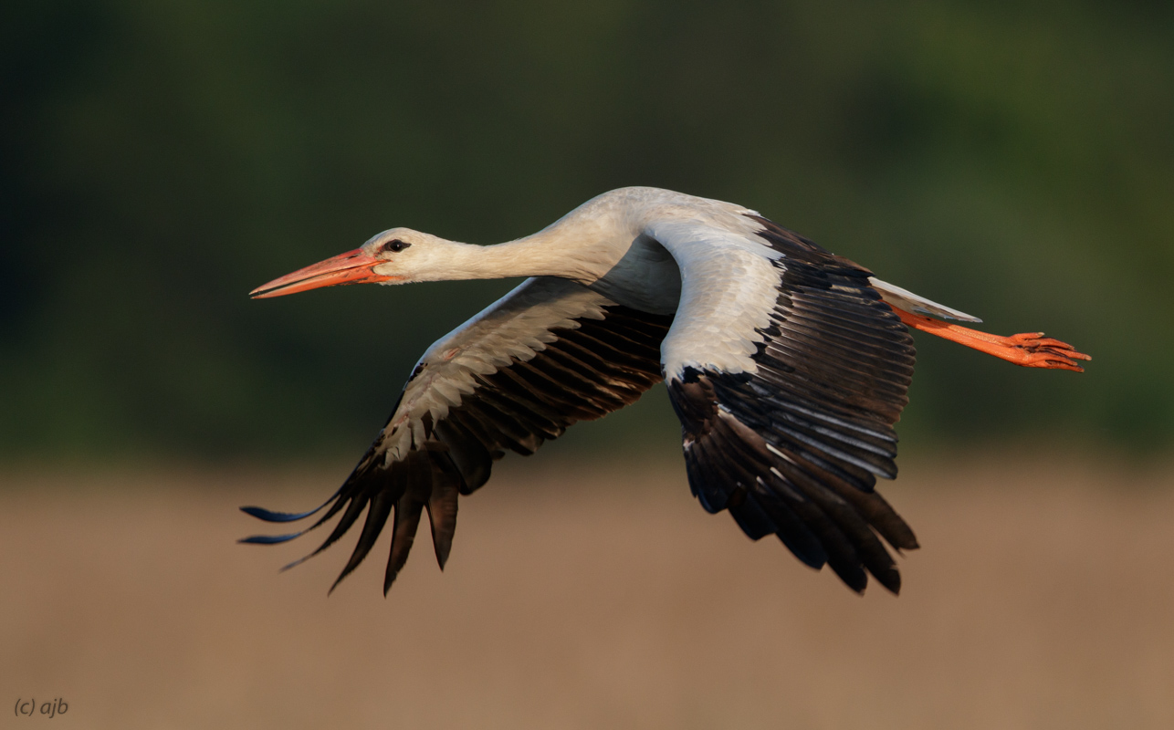 White stork/Ciconia ciconia