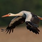 White stork/Ciconia ciconia