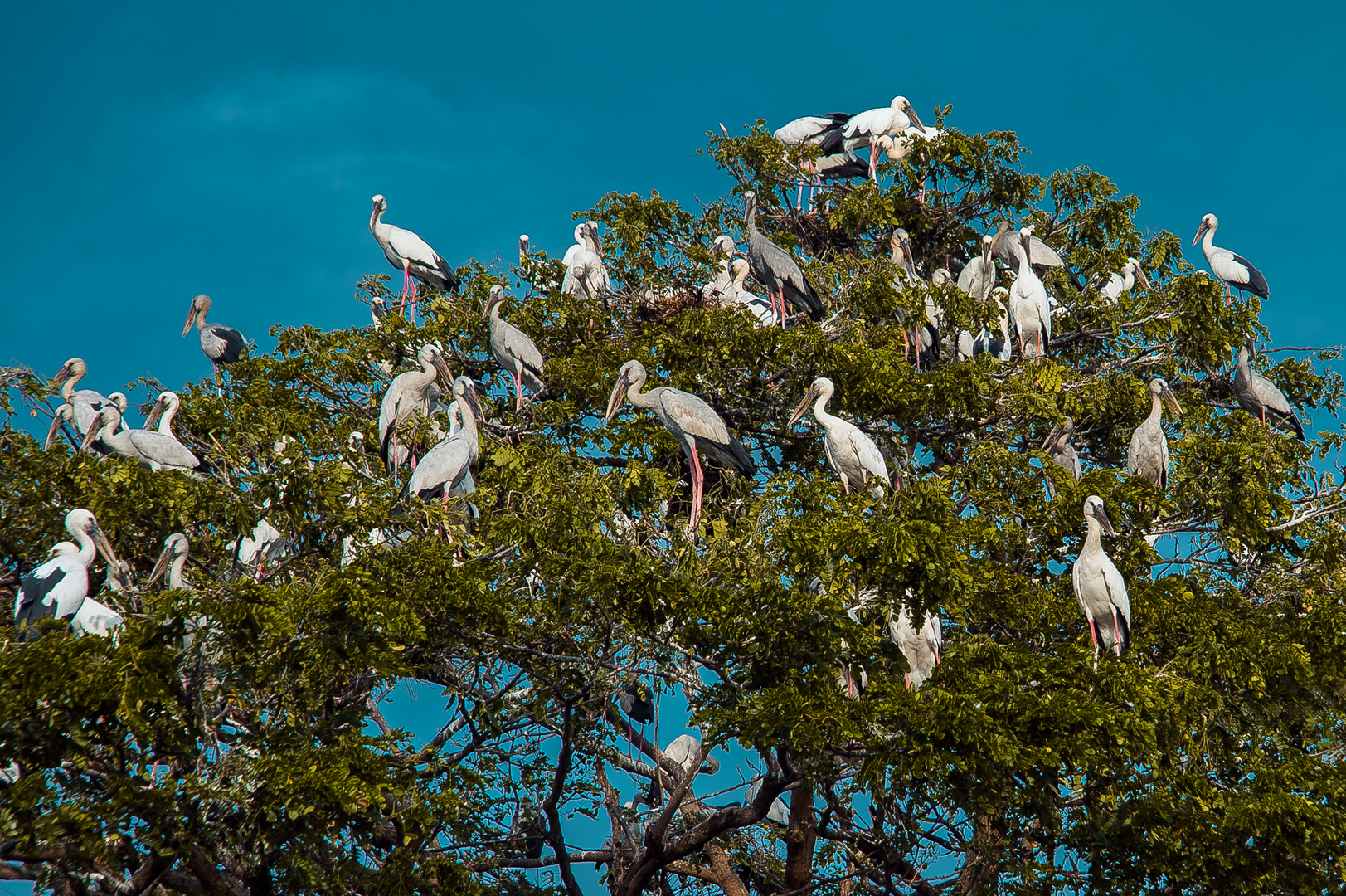 White storks in Bueng Boraphet