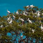 White storks in Bueng Boraphet