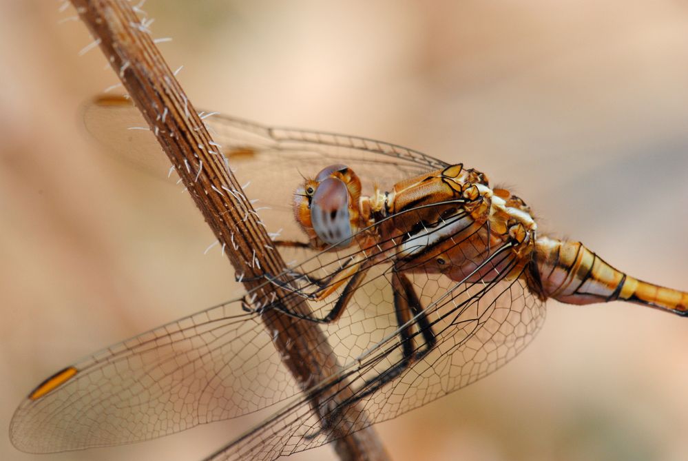 ~ White Stripes On Ice ~ (Orthetrum chrysostigma, m, juvenil)